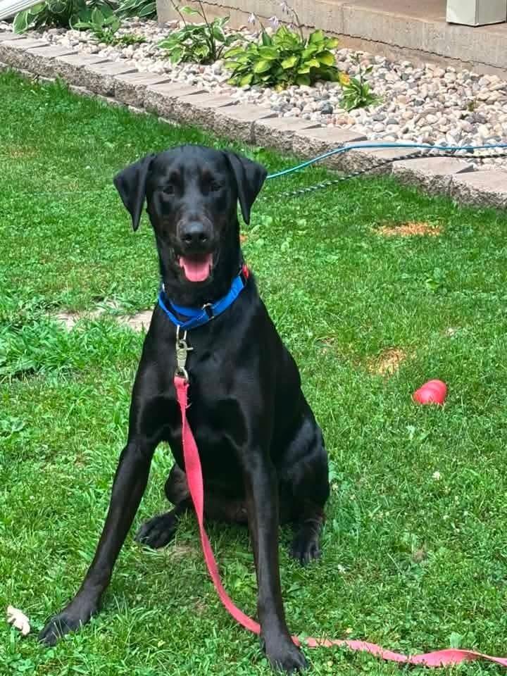 Winston (Summit), a Adoptable mixed breed in Wausau, WI image 3/4