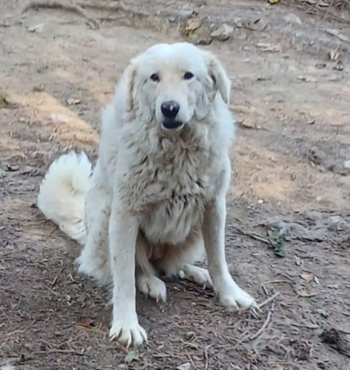 Enlarge Beatrix, a Adopted mixed breed in Mouth of Wilson, VA image 1/2