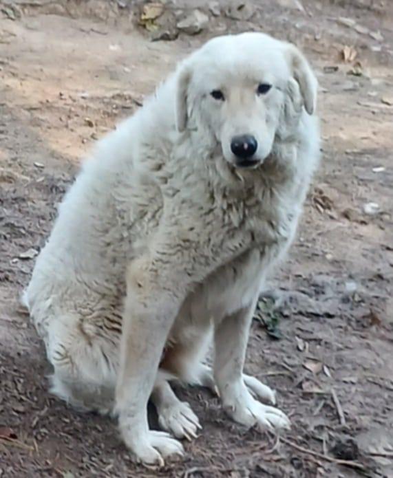 Beatrix, Adopted, Young Female Great Pyrenees & Maremma Sheepdog.
