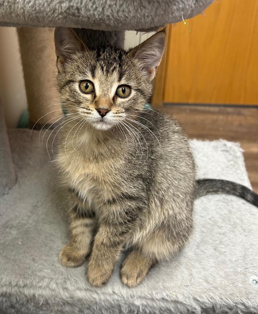 Iris, Adoptable, Kitten Female Domestic Short Hair.
