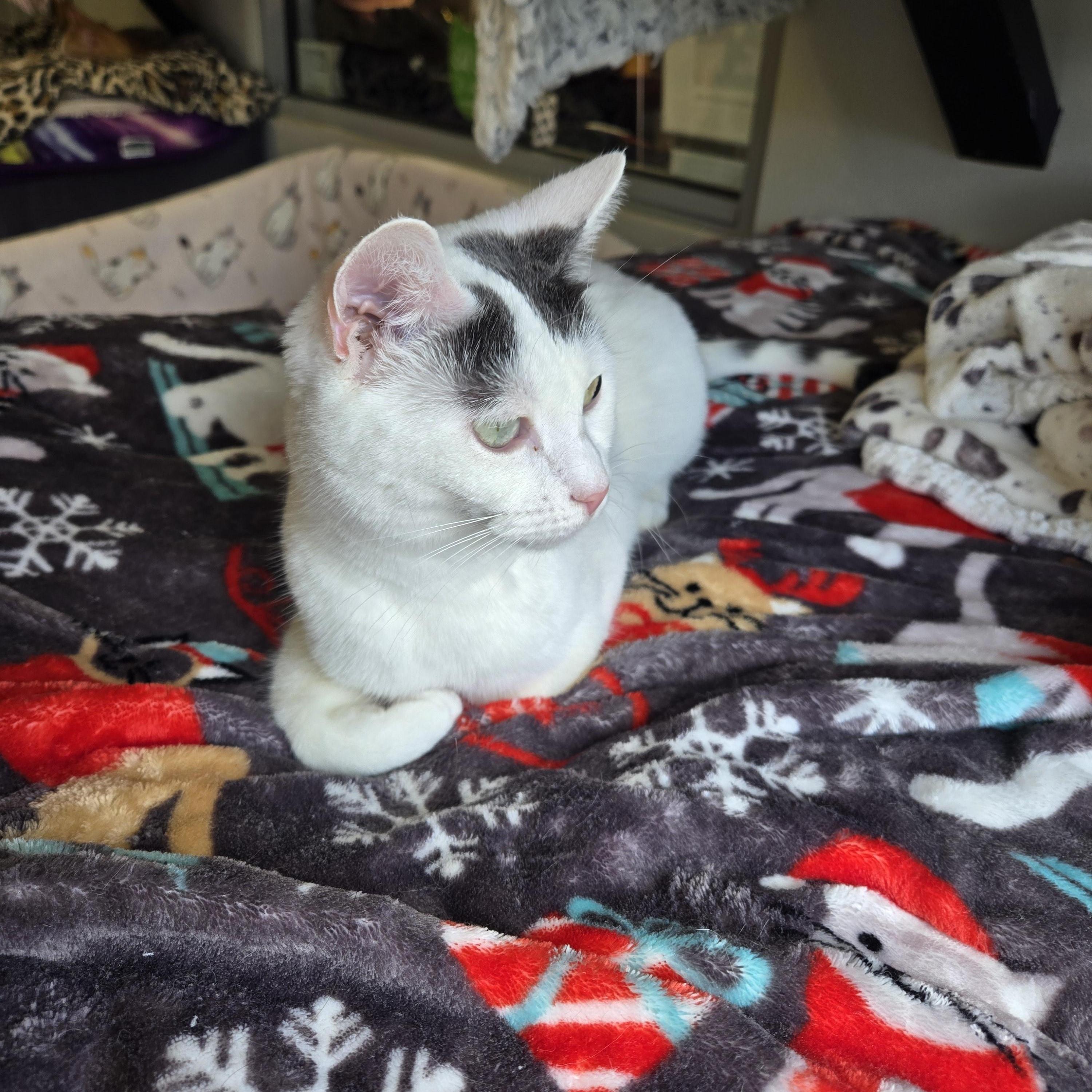 Enlarge Peach, a Adoptable Domestic Short Hair in Colonia, NJ image 3/3