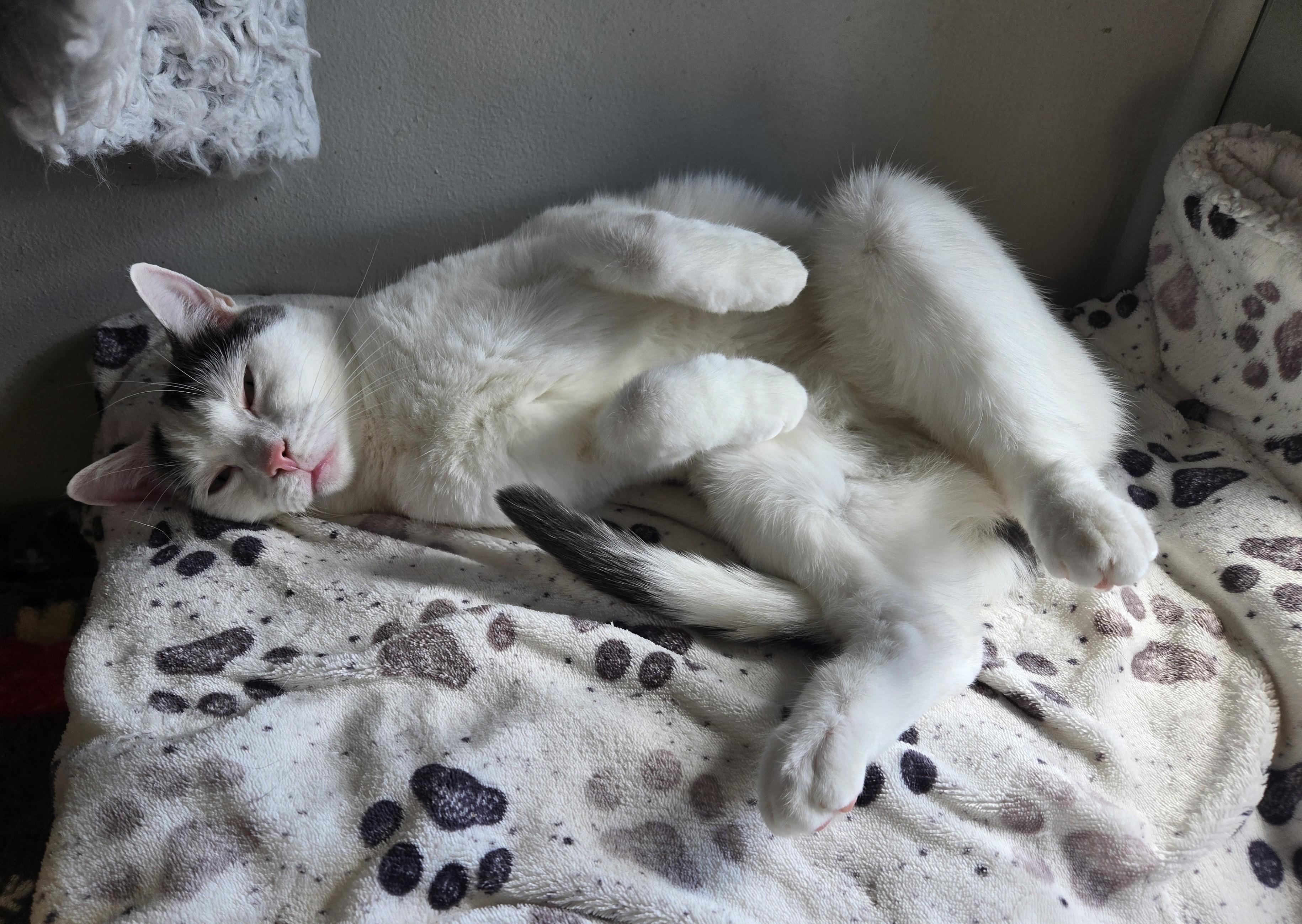 Enlarge Peach, a Adoptable Domestic Short Hair in Colonia, NJ image 2/3