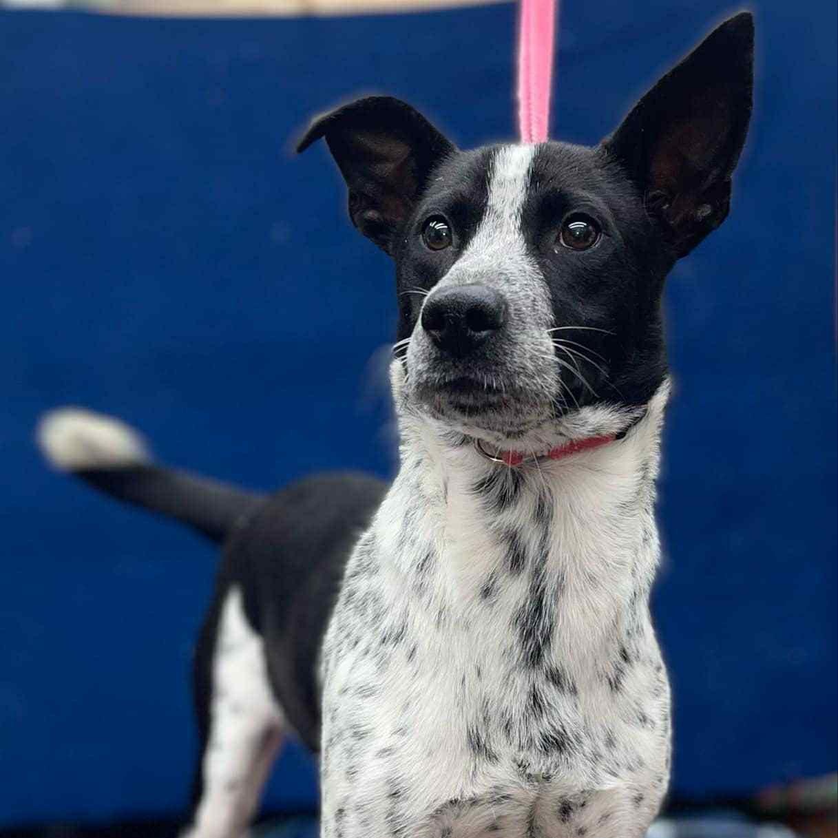 Timmy (20251024-01) — thumbnail 3