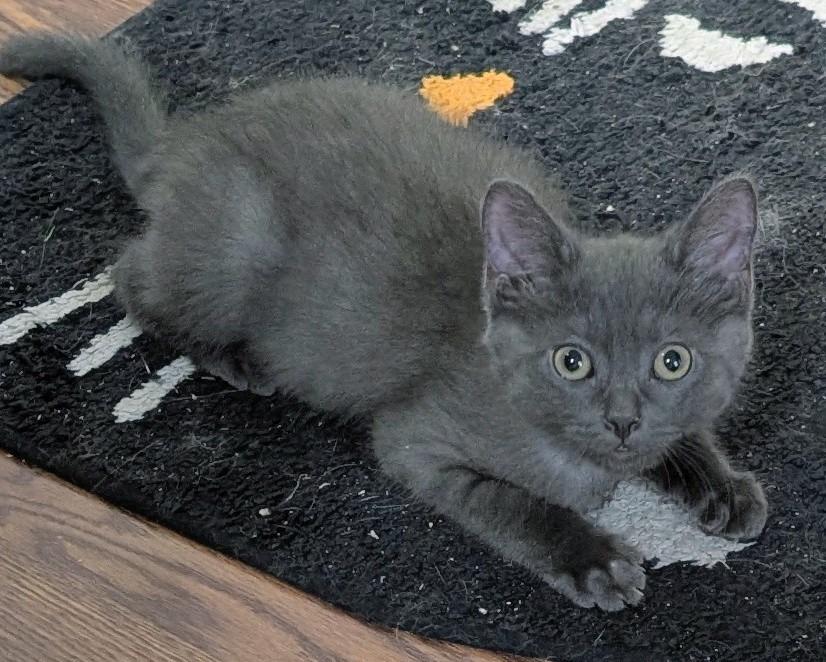 Langston, Adoptable, Kitten Male Domestic Short Hair.