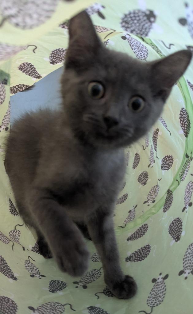 Enlarge Langston, a Adoptable mixed breed in Cape Coral, FL image 2/4