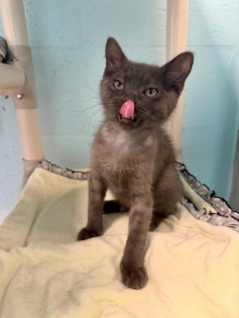 Enlarge Langston, a Adoptable mixed breed in Cape Coral, FL image 4/4