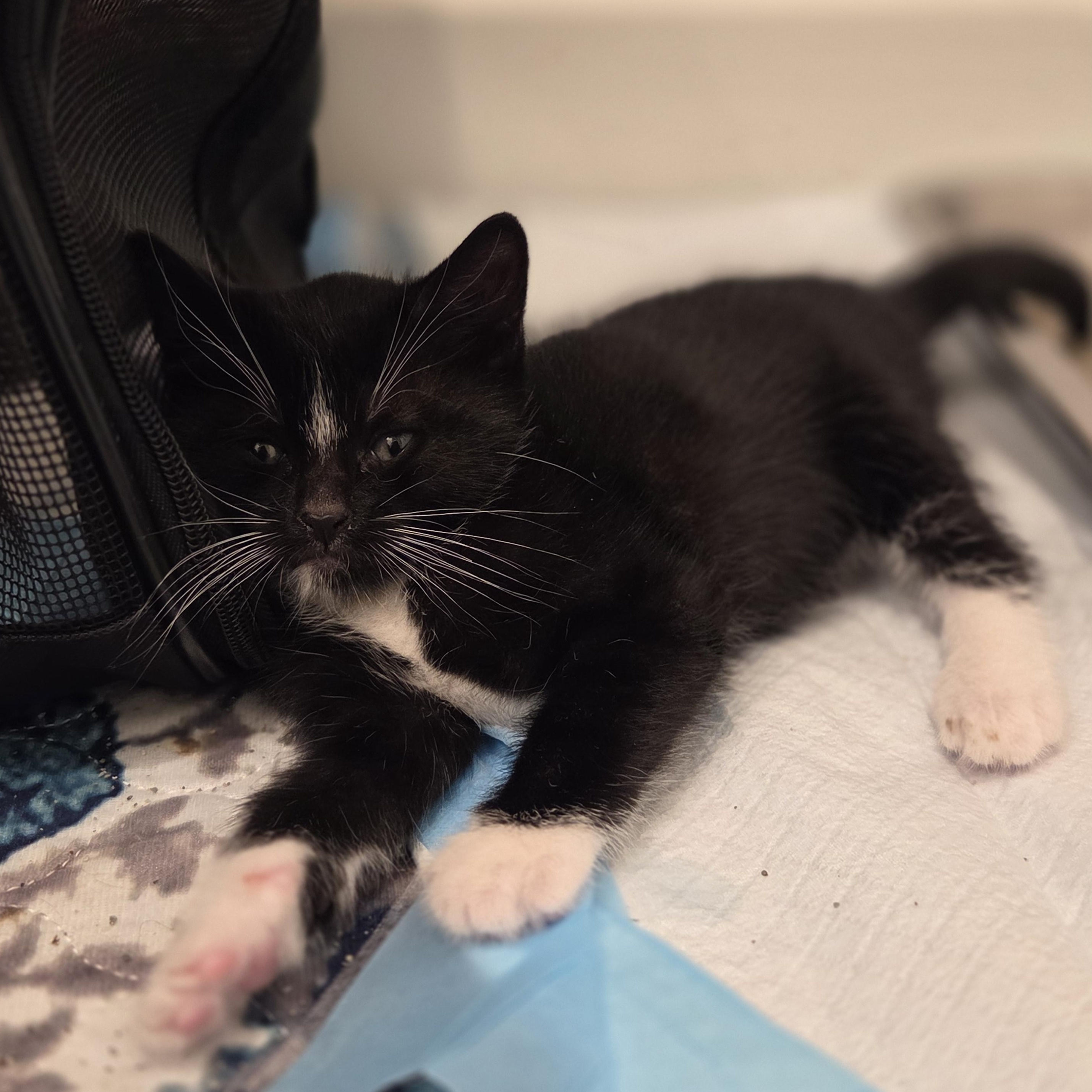 Enlarge Doc, an adopted Tuxedo in Bayonne, NJ image 1/2