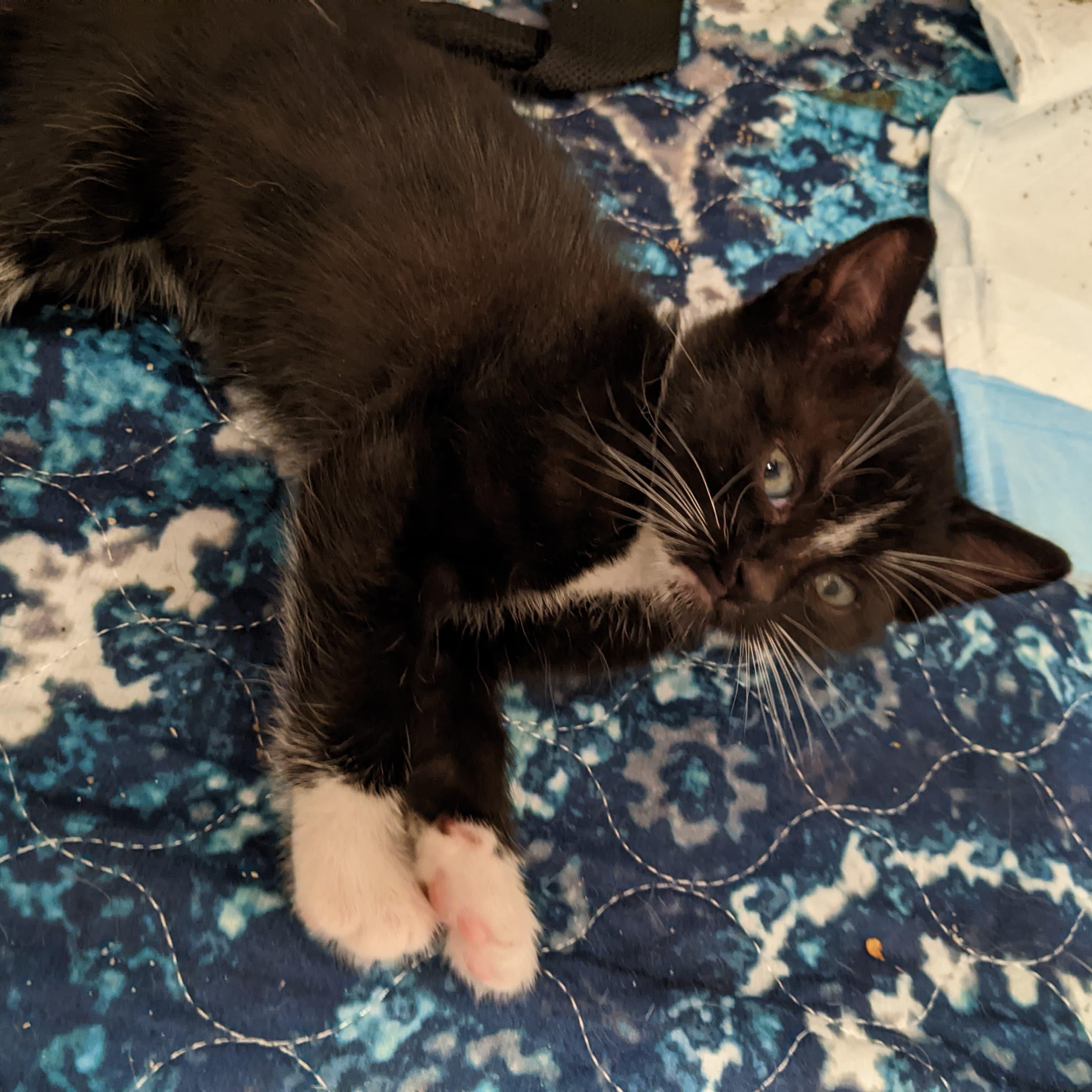 Enlarge Doc, an adopted Tuxedo in Bayonne, NJ image 2/2