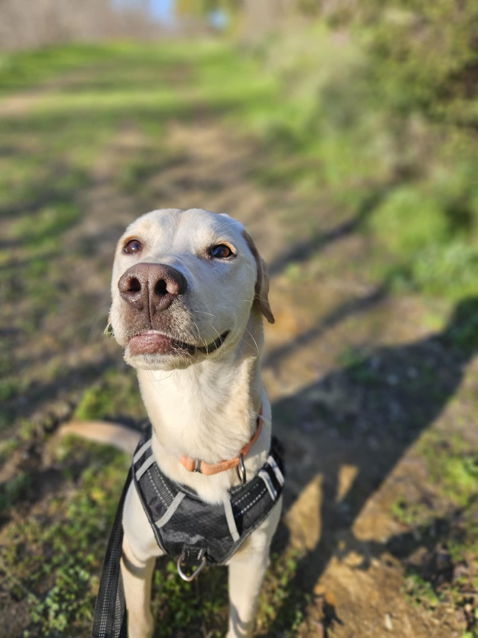 Enlarge Lexi, a ADOPTABLE Labrador Retriever in Laguna Beach, CA image 2/4