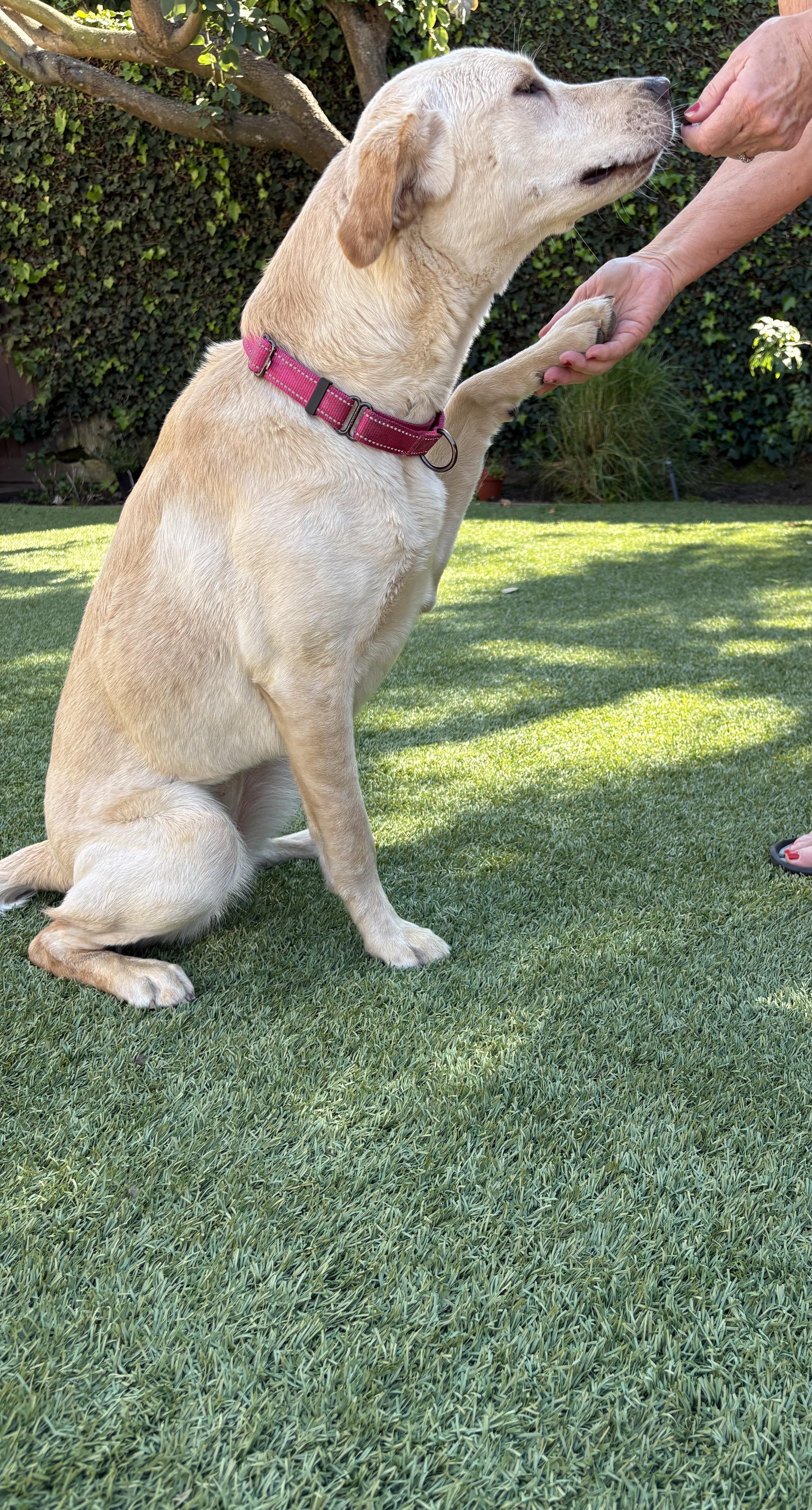 Enlarge Lexi, a ADOPTABLE Labrador Retriever in Laguna Beach, CA image 5/5