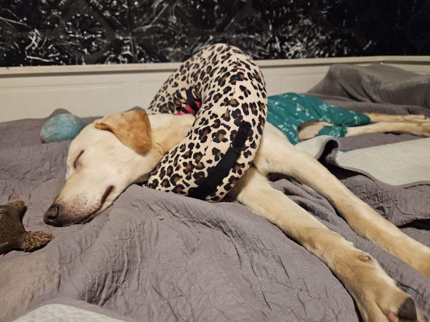 Enlarge Lexi, a ADOPTABLE Yellow Labrador Retriever in Los Angeles, CA image 2/3