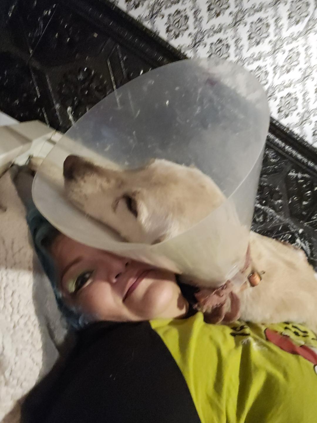 Enlarge Lexi, a ADOPTABLE Yellow Labrador Retriever in Los Angeles, CA image 3/3