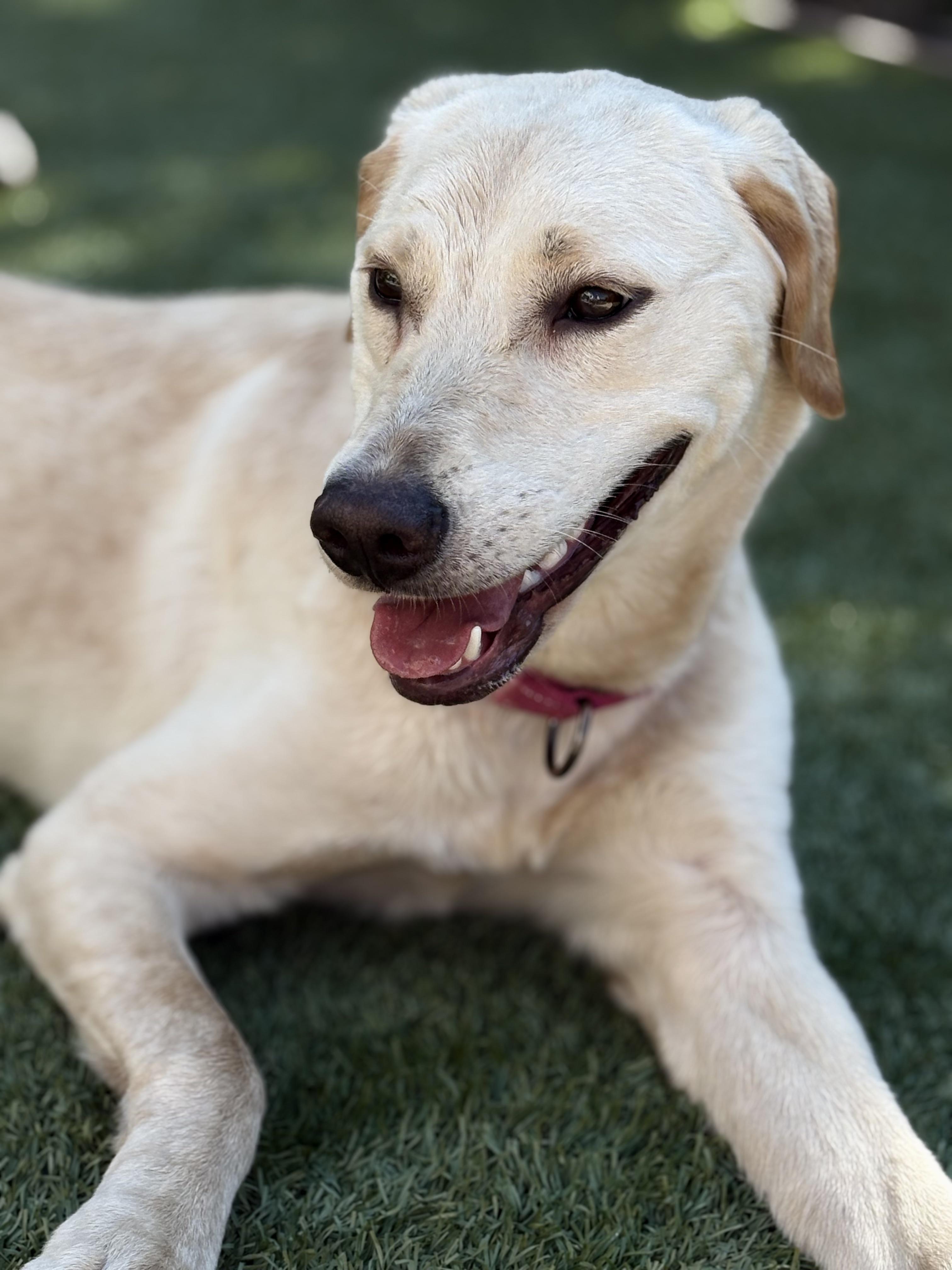 Enlarge Lexi, a ADOPTABLE Labrador Retriever in Laguna Beach, CA image 1/5