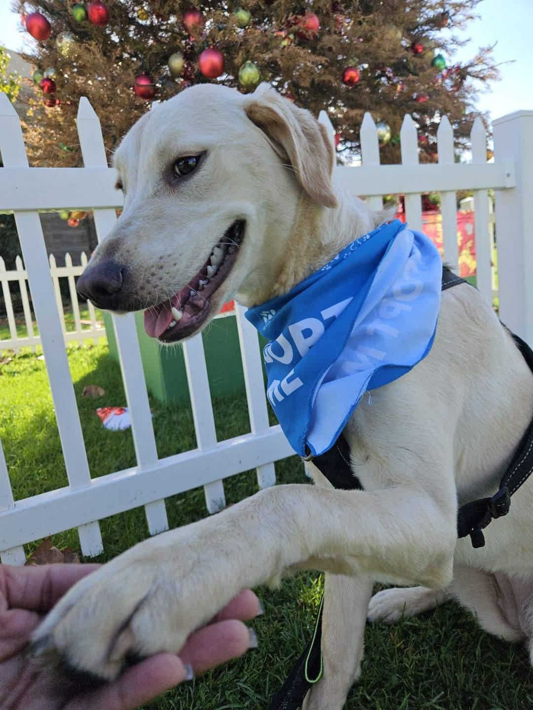 Enlarge Lexi, a ADOPTABLE Yellow Labrador Retriever in Los Angeles, CA image 1/3