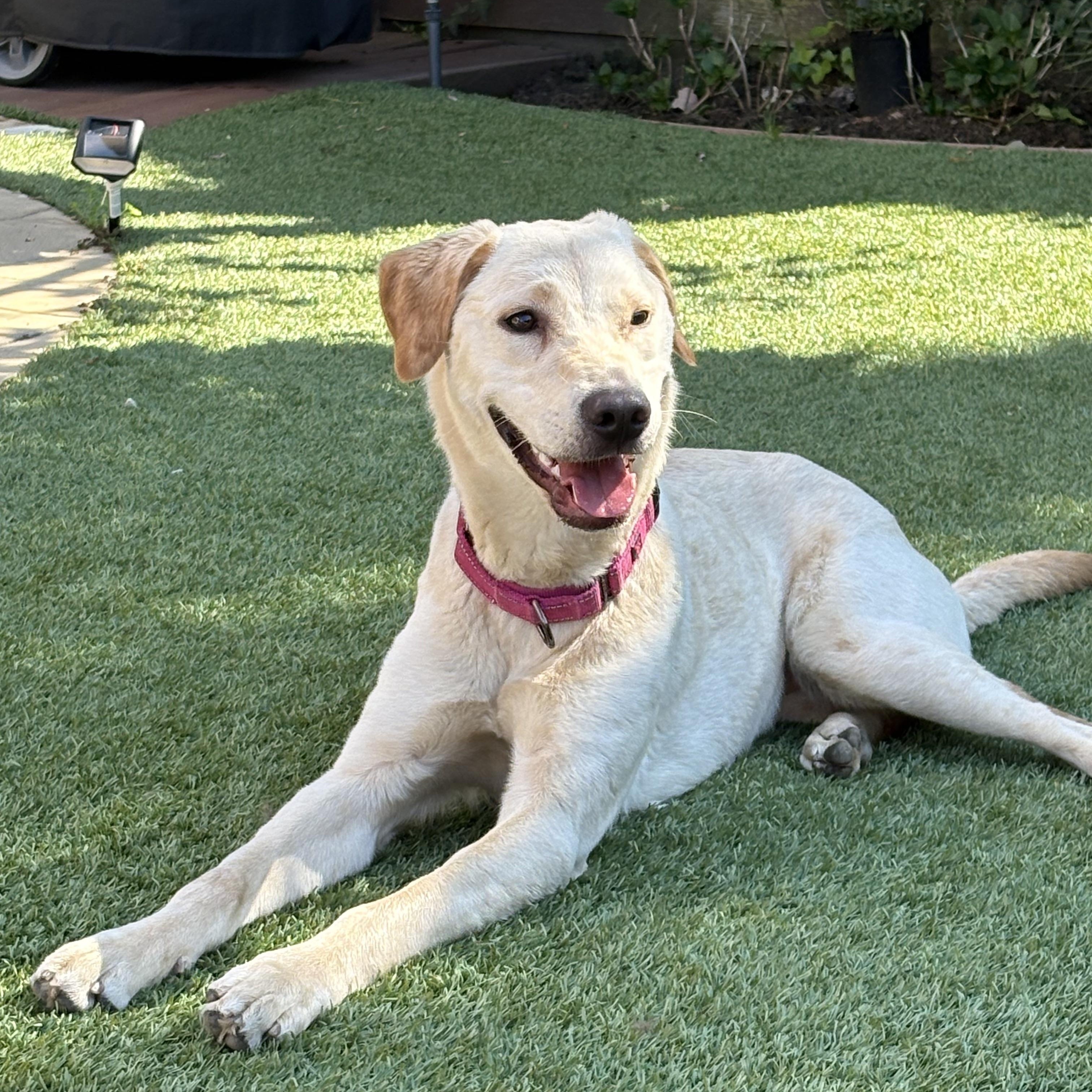 Enlarge Lexi, a ADOPTABLE Labrador Retriever in Laguna Beach, CA image 4/5