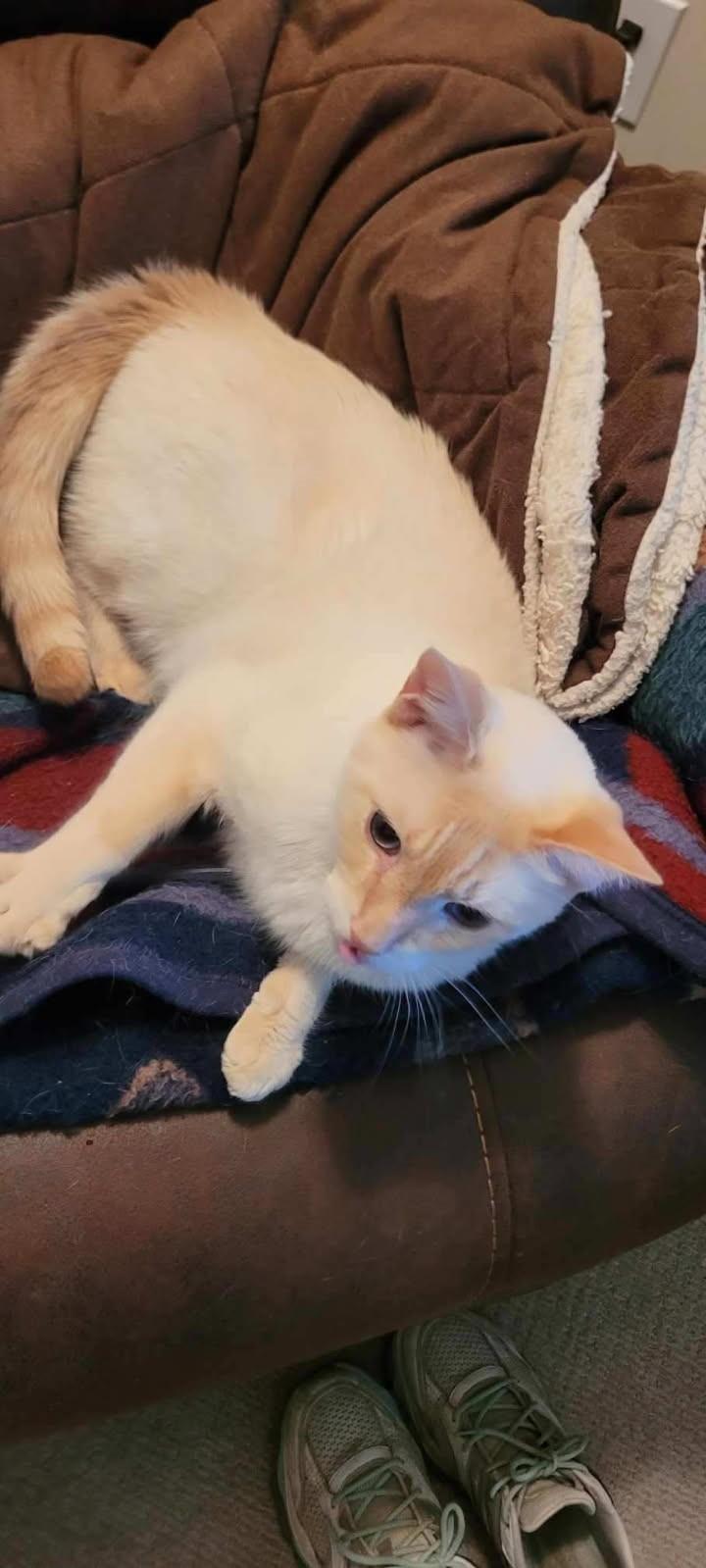 Lumi     (Bonded to Laci), Adoptable, Adult Male Siamese.