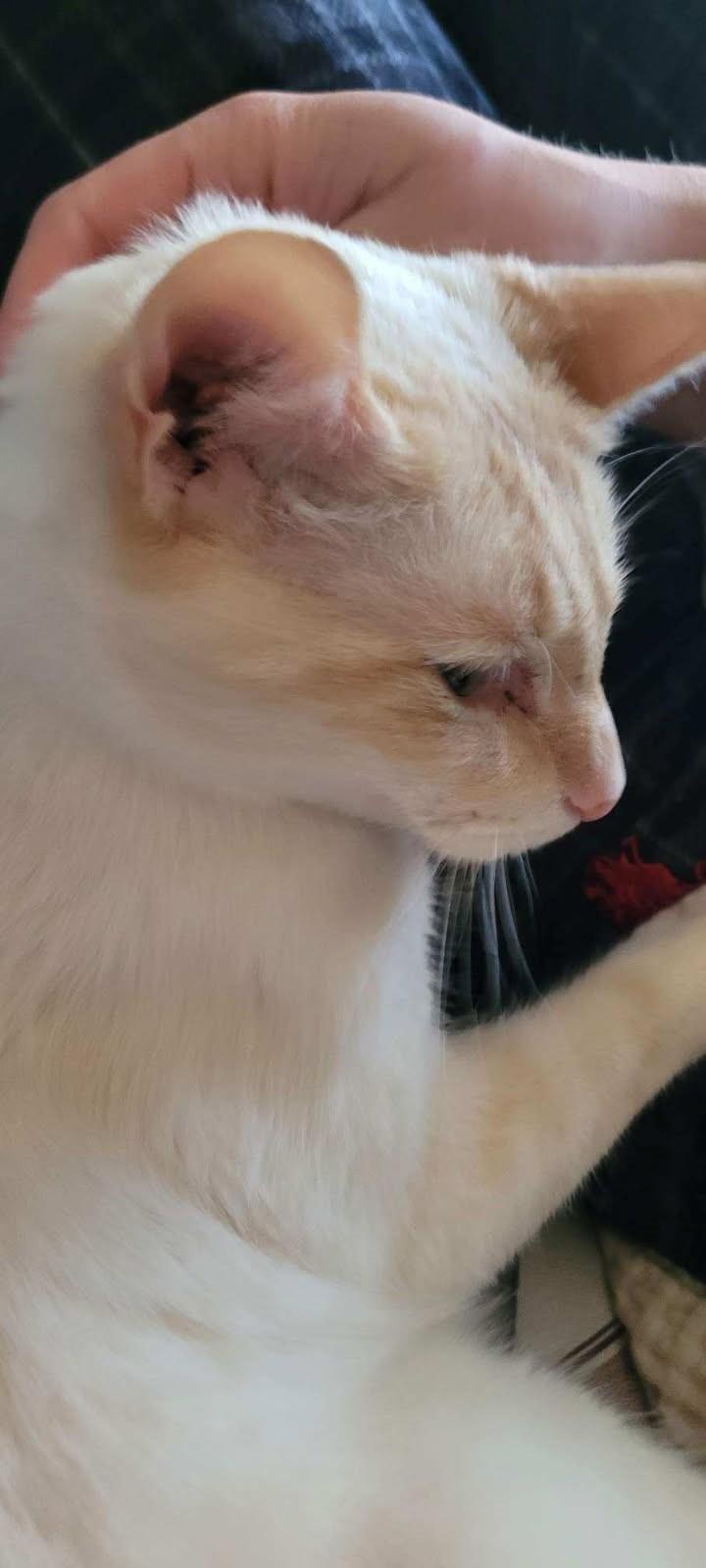 Lumi     (Bonded to Laci)