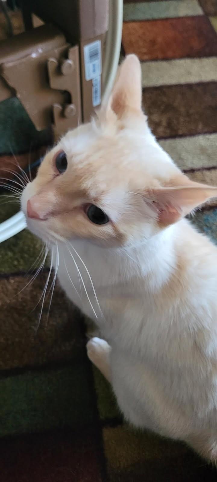 Lumi     (Bonded to Laci)