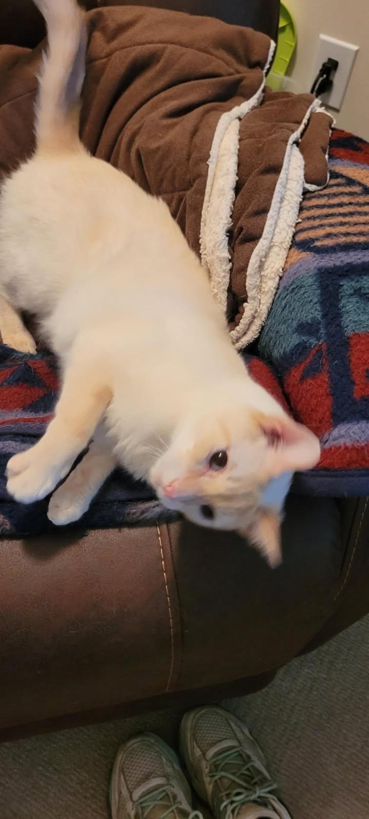 Lumi     (Bonded to Laci)