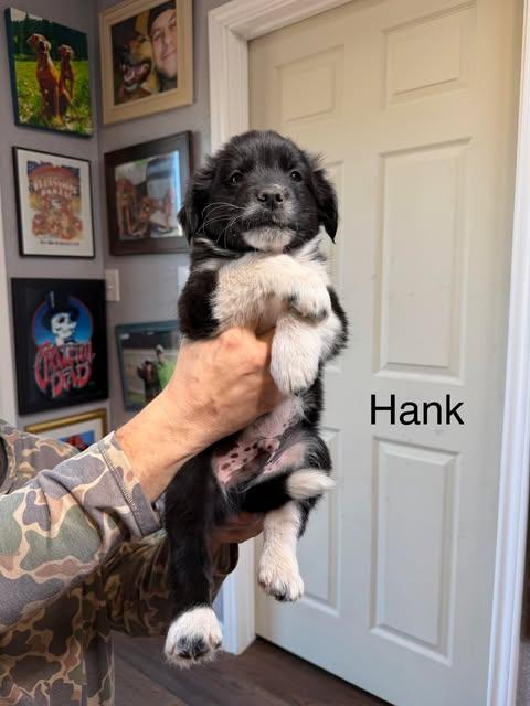Hank, ADOPTABLE, Puppy Male Chocolate Labrador Retriever & Border Collie.