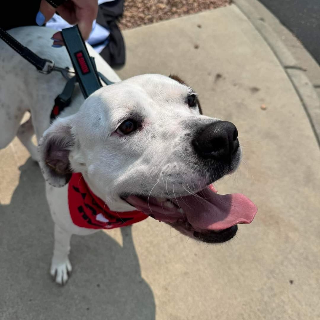 Felon - FOSTER NEEDED!!!, Adoptable, Young Male Pit Bull Terrier.