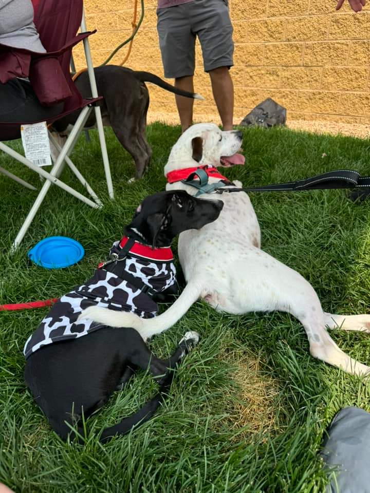 Enlarge Felon - FOSTER NEEDED!!!, a Adoptable Pit Bull Terrier in Minneapolis, MN image 5/6