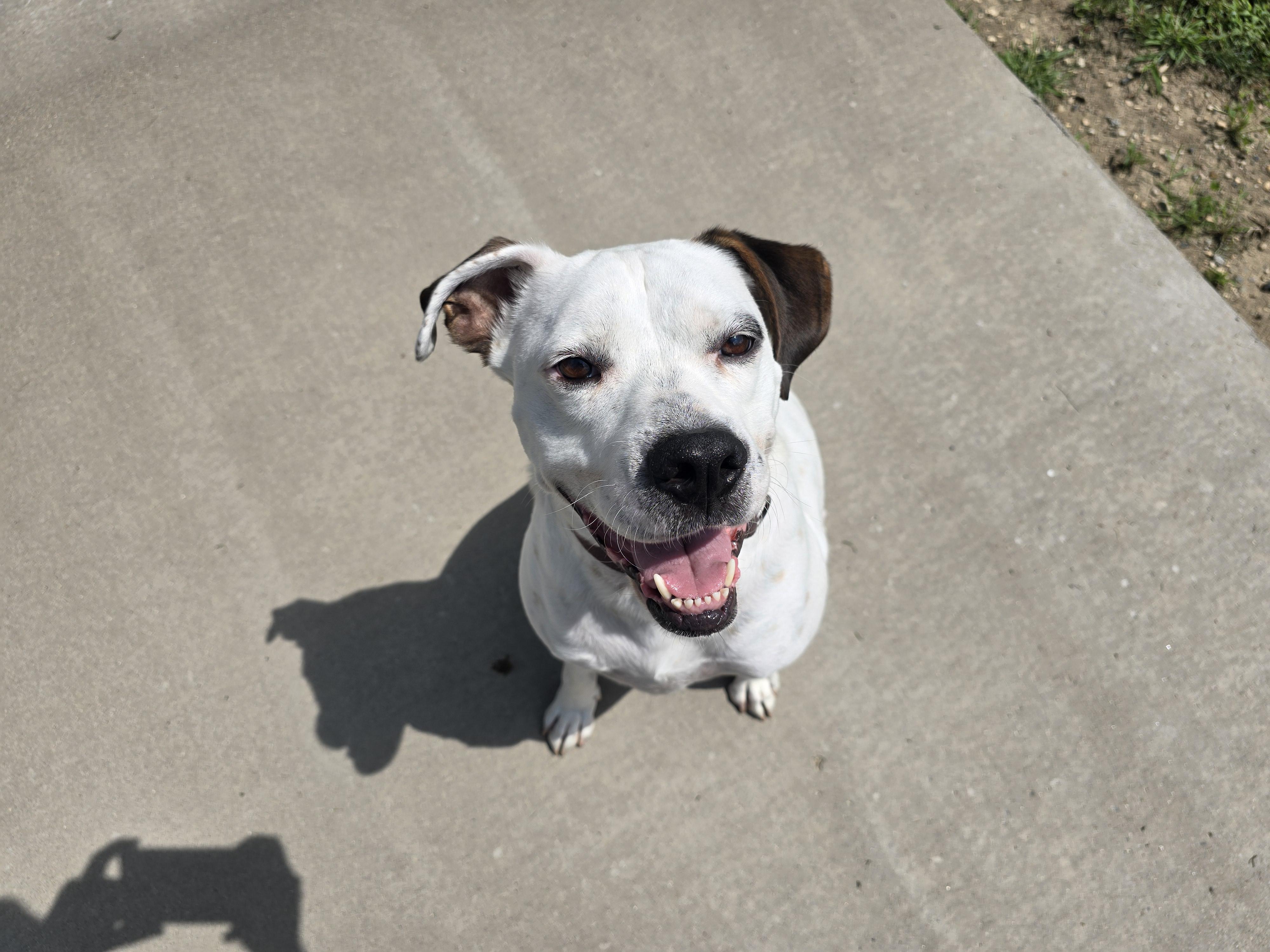 Enlarge Felon - FOSTER NEEDED!!!, a Adoptable Pit Bull Terrier in Minneapolis, MN image 2/6
