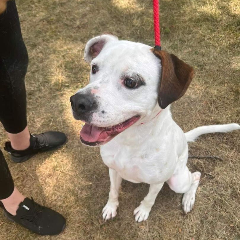 Enlarge Felon - FOSTER NEEDED!!!, a Adoptable Pit Bull Terrier in Minneapolis, MN image 4/6