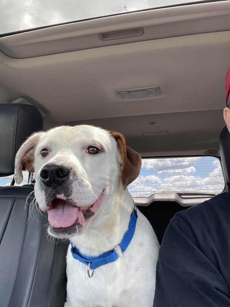 Enlarge Felon - FOSTER NEEDED!!!, a Adoptable Pit Bull Terrier in Minneapolis, MN image 6/6