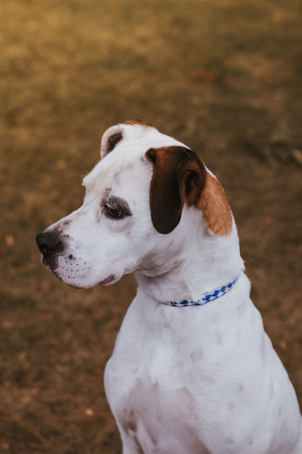 Enlarge Felon - FOSTER NEEDED!!!, a Adoptable Pit Bull Terrier in Minneapolis, MN image 3/6