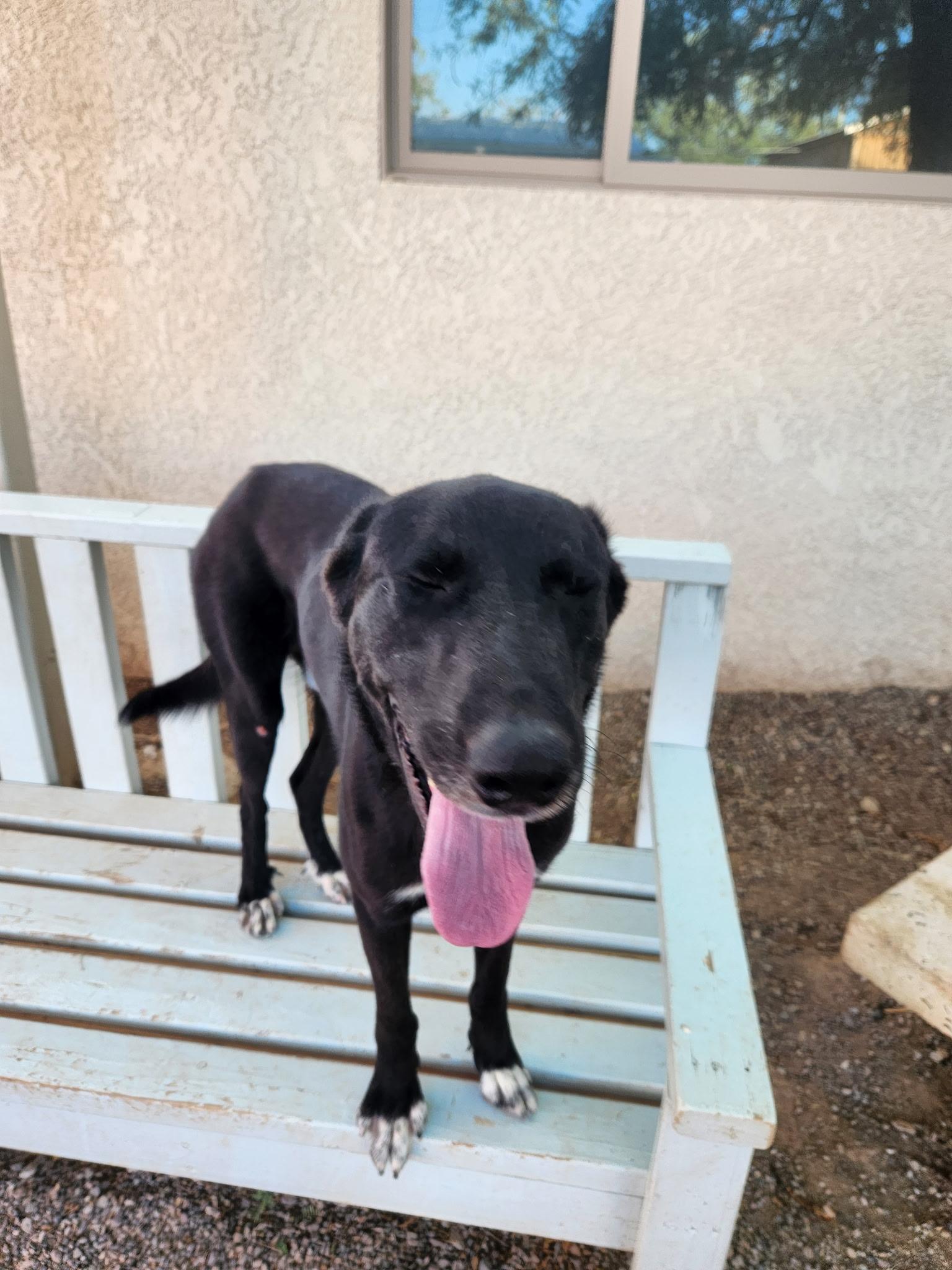 Willy, an adoptable Greyhound in Parker, AZ, 85344 | Photo Image 1