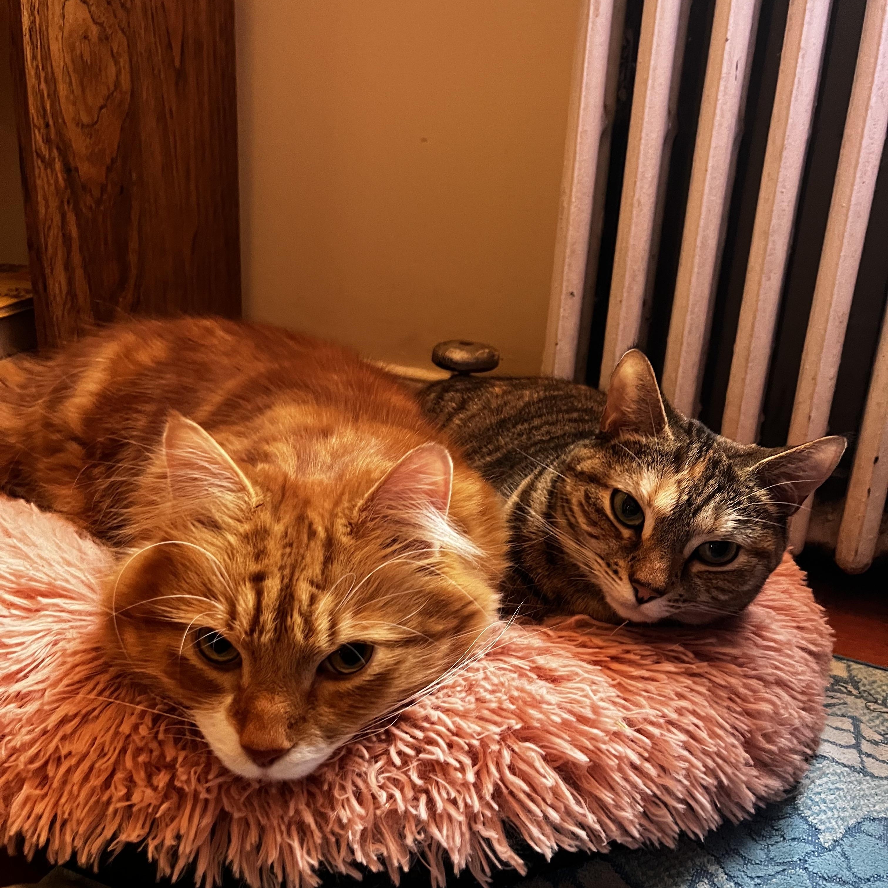 Enlarge Fern, an adopted American Shorthair in Highland Park, NJ image 2/3