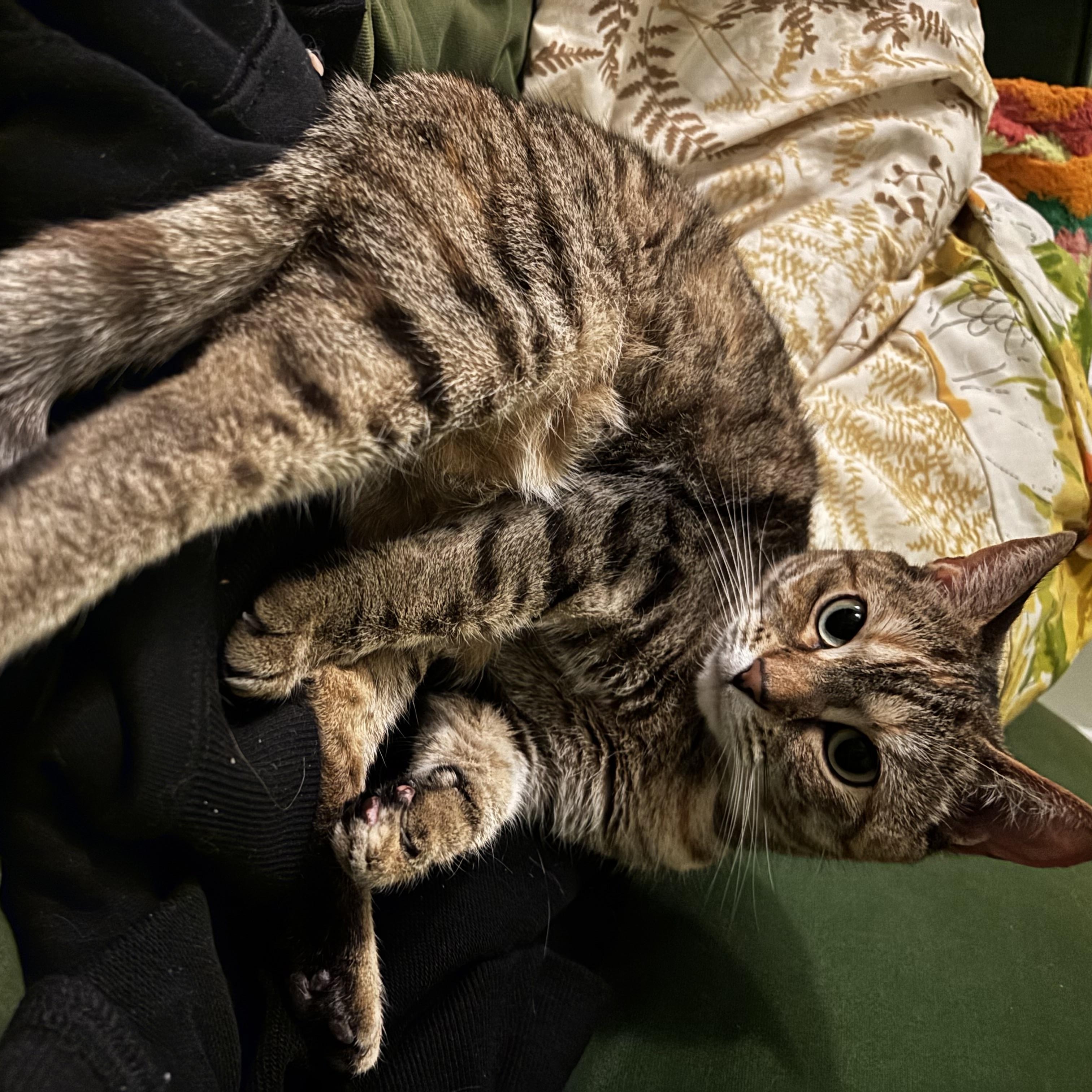 Enlarge Fern, an adopted American Shorthair in Highland Park, NJ image 3/3