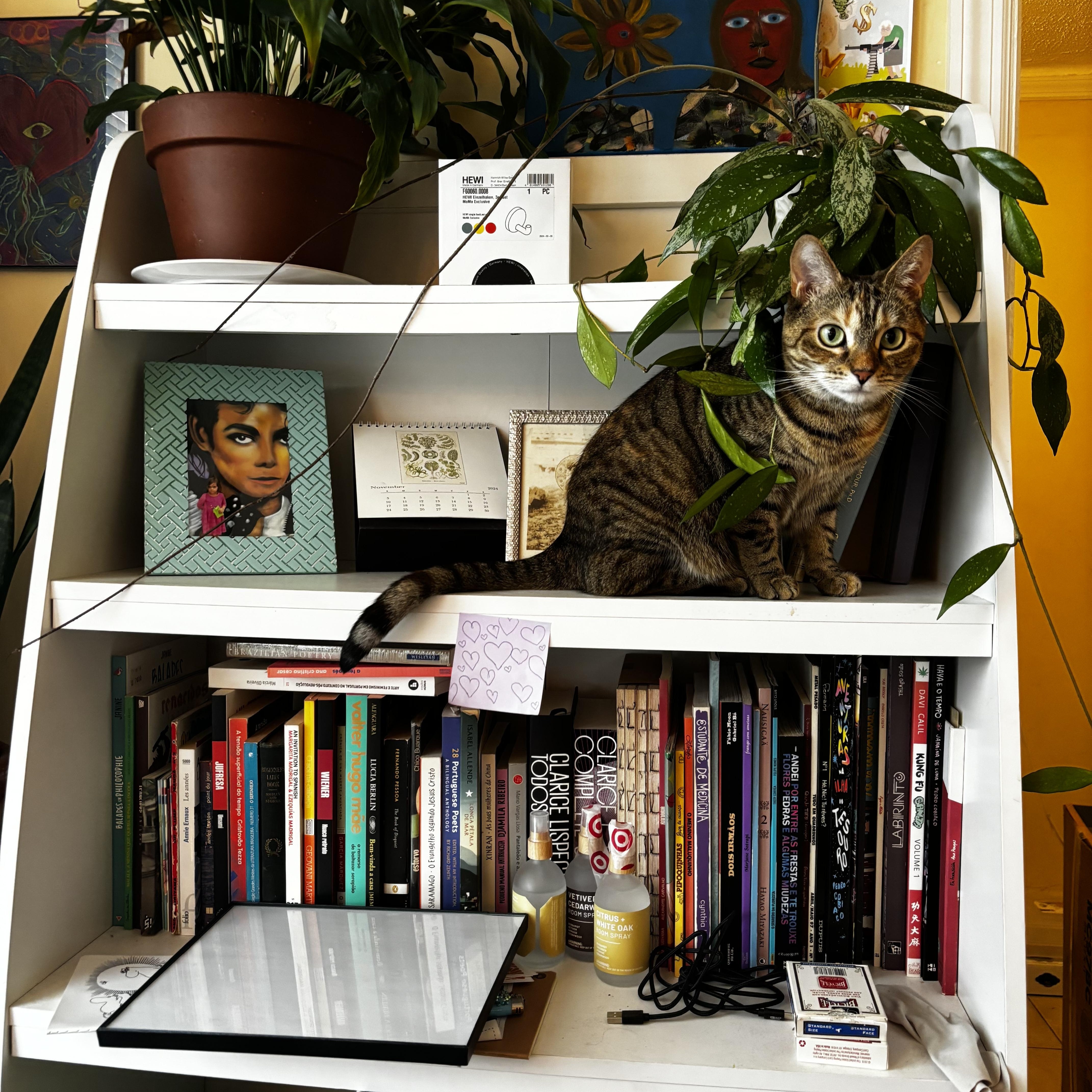 Enlarge Fern, an adopted American Shorthair in Highland Park, NJ image 1/3