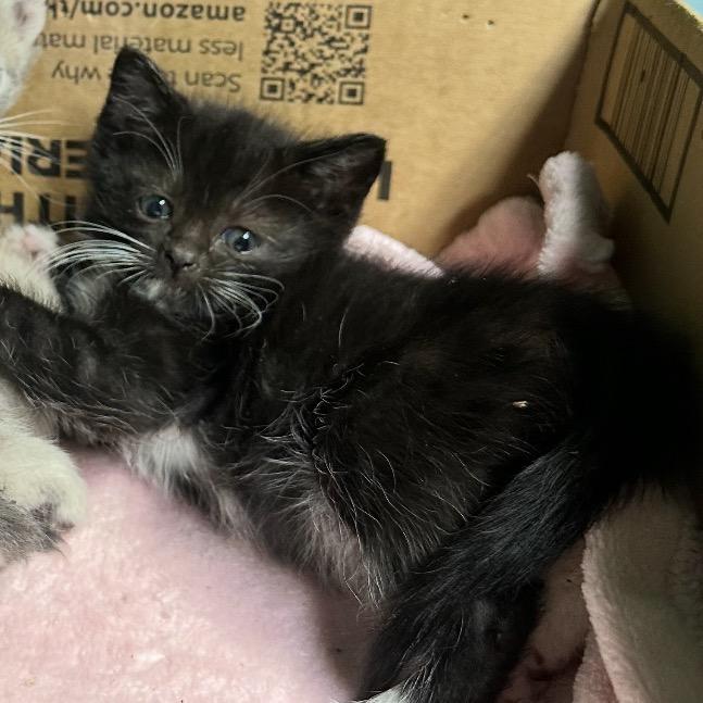 Enlarge Lionel, a Adoptable Domestic Short Hair in Simi Valley, CA image 1/2