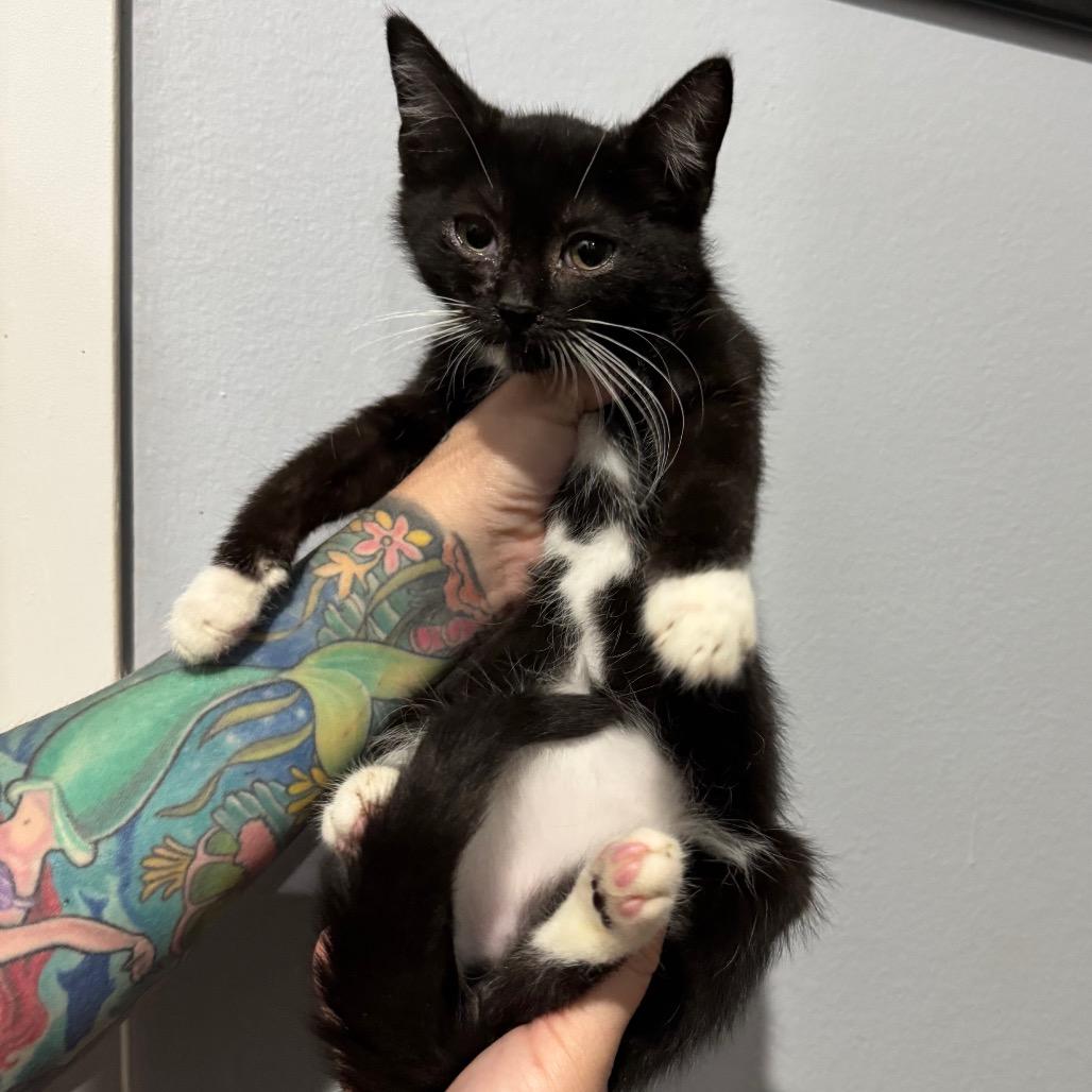 Enlarge Lionel, a Adoptable Domestic Short Hair in Simi Valley, CA image 2/2