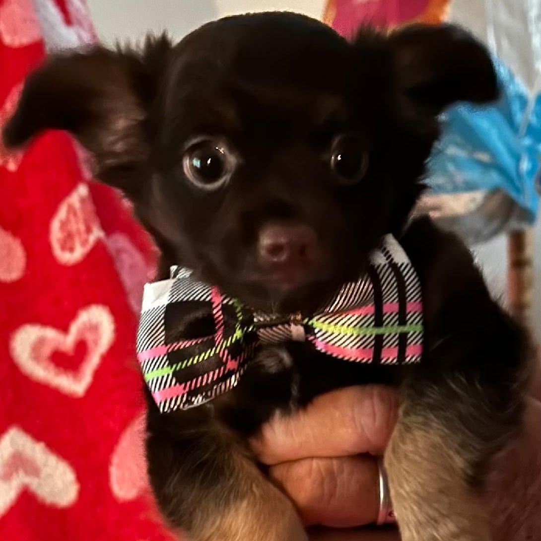 Teddy, an adopted mixed breed in Spencer, IN image 2/3