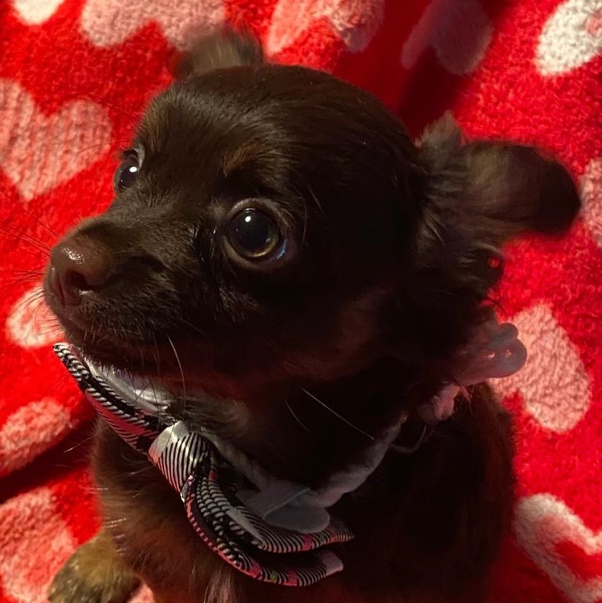 Teddy, adopted, Puppy Male Chihuahua.