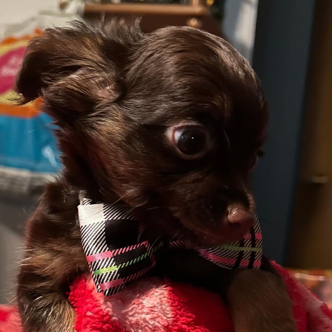 Teddy, an adopted mixed breed in Spencer, IN image 3/3