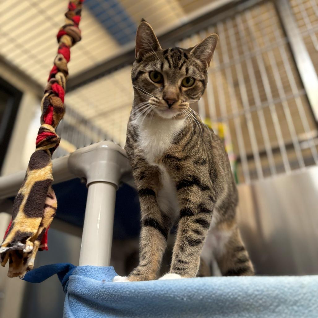 Hannah, Adoptable, Young Female Domestic Short Hair.