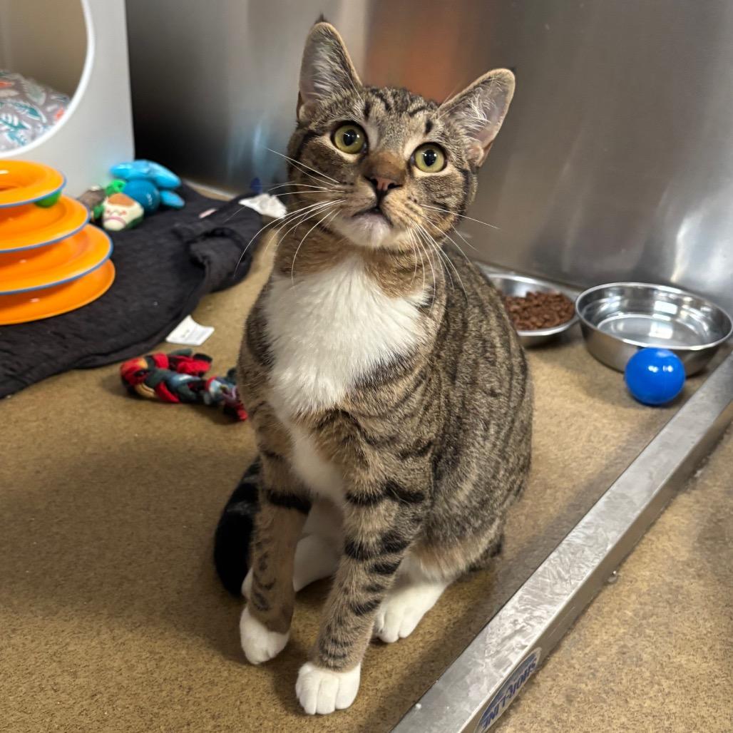 Hannah, a Adoptable Domestic Short Hair in Naperville, IL image 3/4