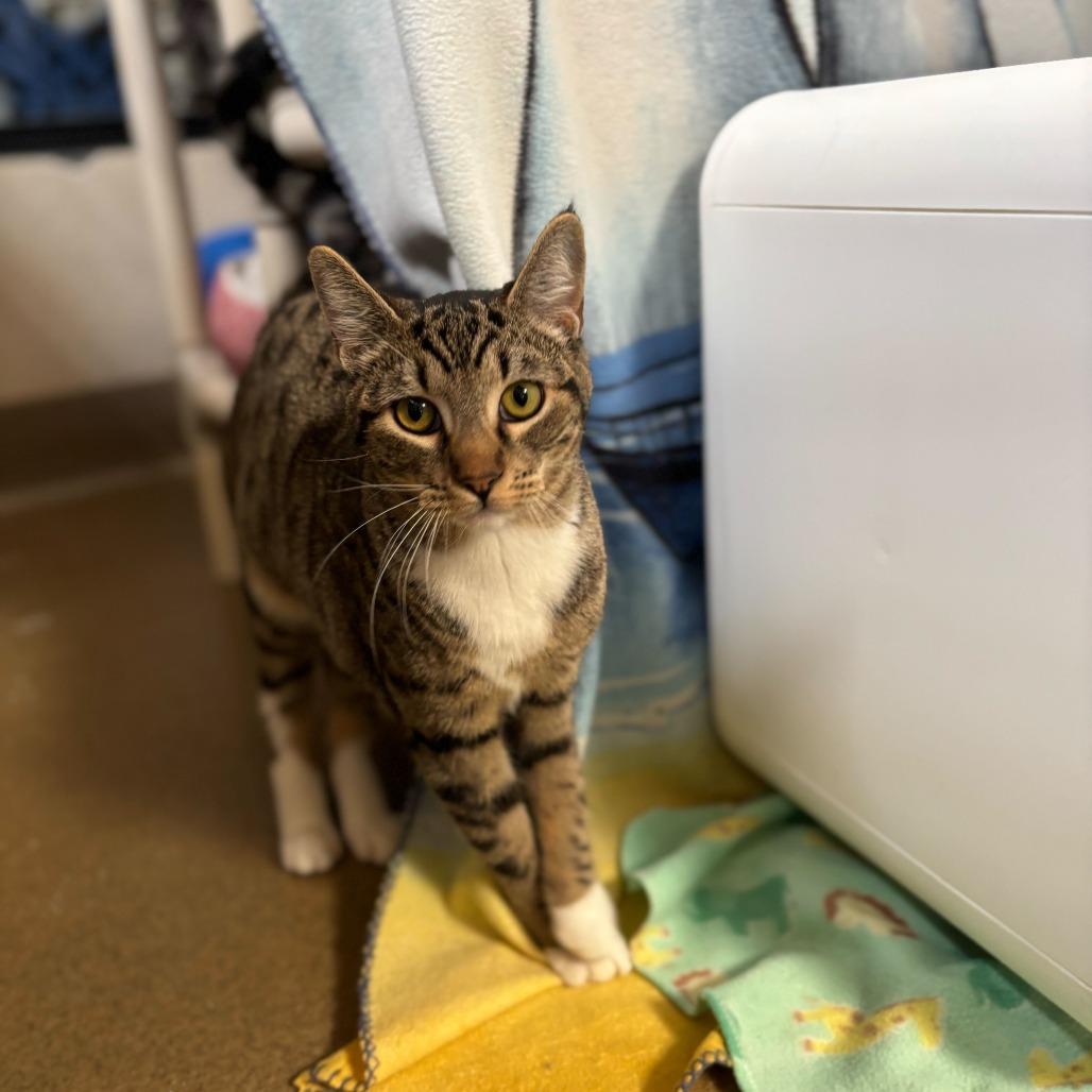 Hannah, a Adoptable Domestic Short Hair in Naperville, IL image 4/4