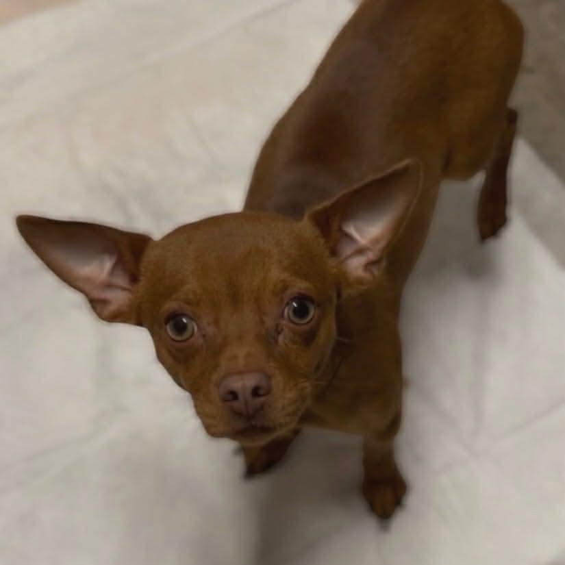 Enlarge Usher, an adopted Chihuahua in Seal Beach, CA image 2/6