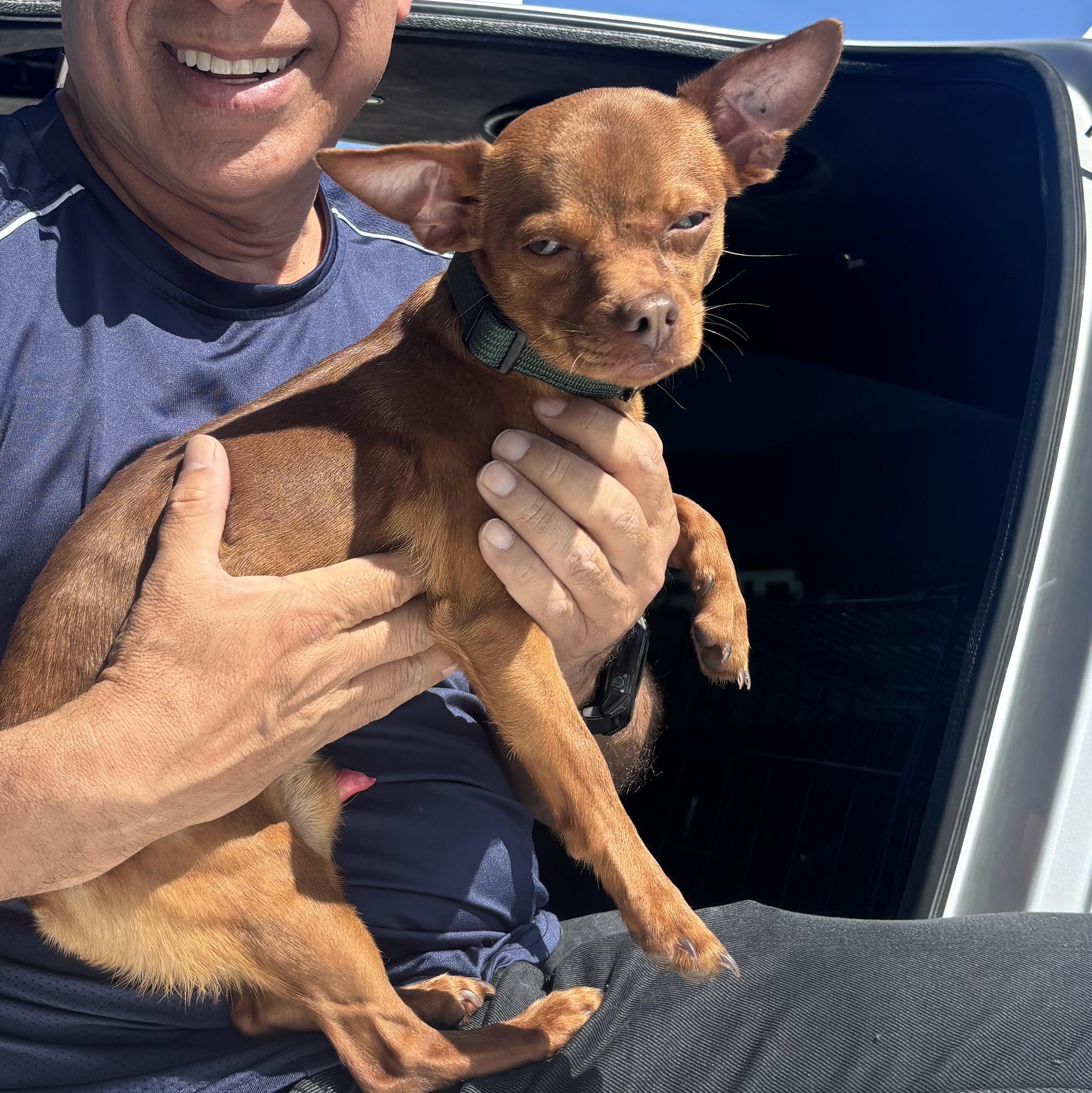 Enlarge Usher, an adopted Chihuahua in Seal Beach, CA image 3/6