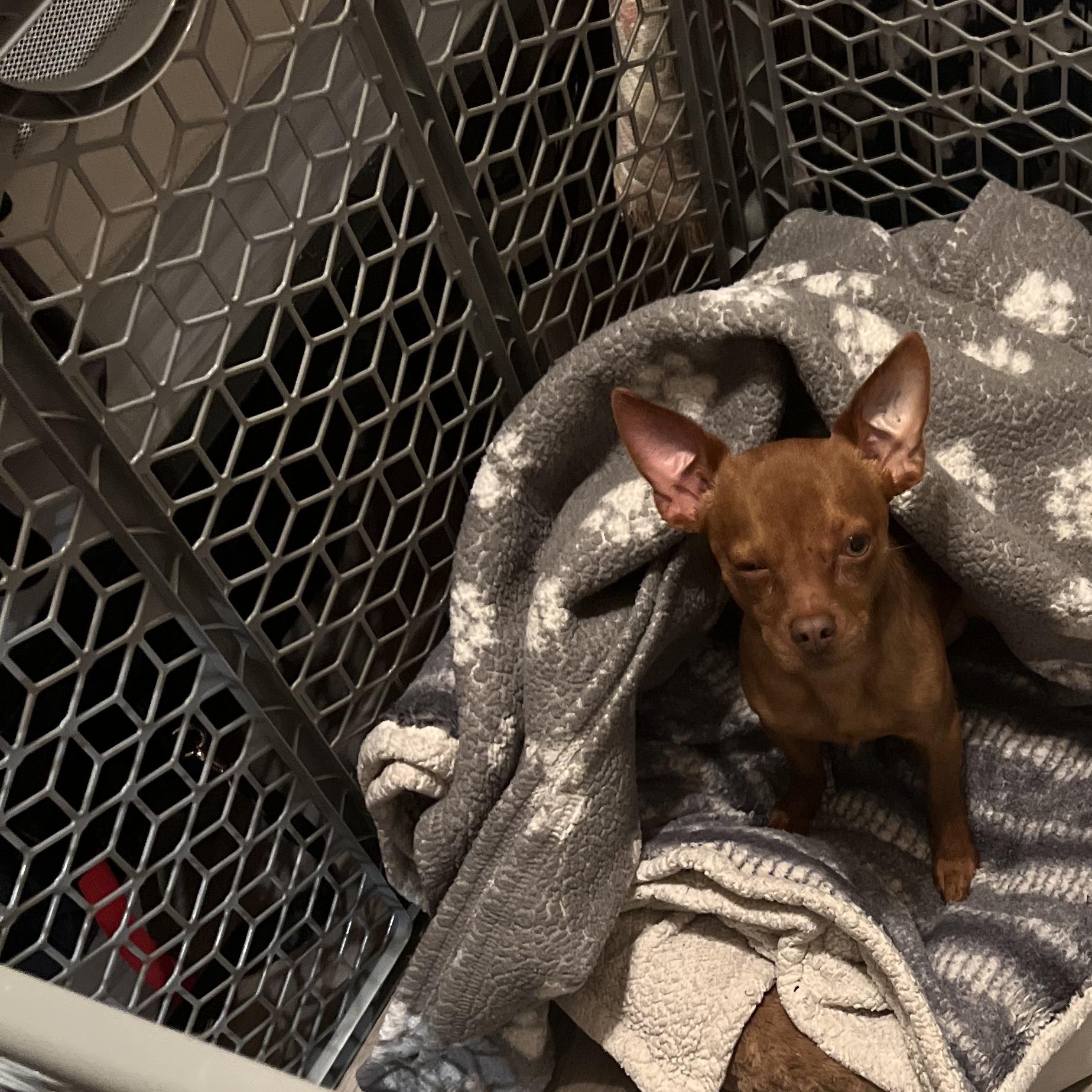 Enlarge Usher, an adopted Chihuahua in Seal Beach, CA image 5/6