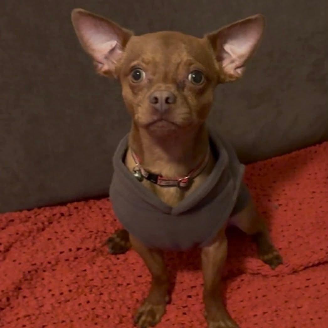 Enlarge Usher, an adopted Chihuahua in Seal Beach, CA image 1/6