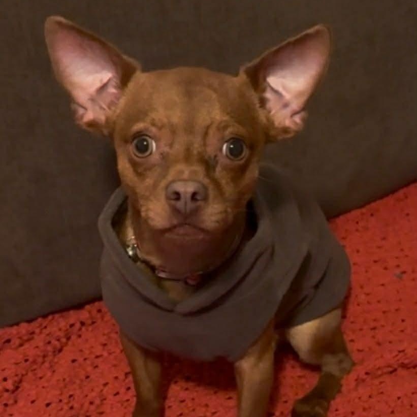 Enlarge Usher, an adopted Chihuahua in Seal Beach, CA image 6/6