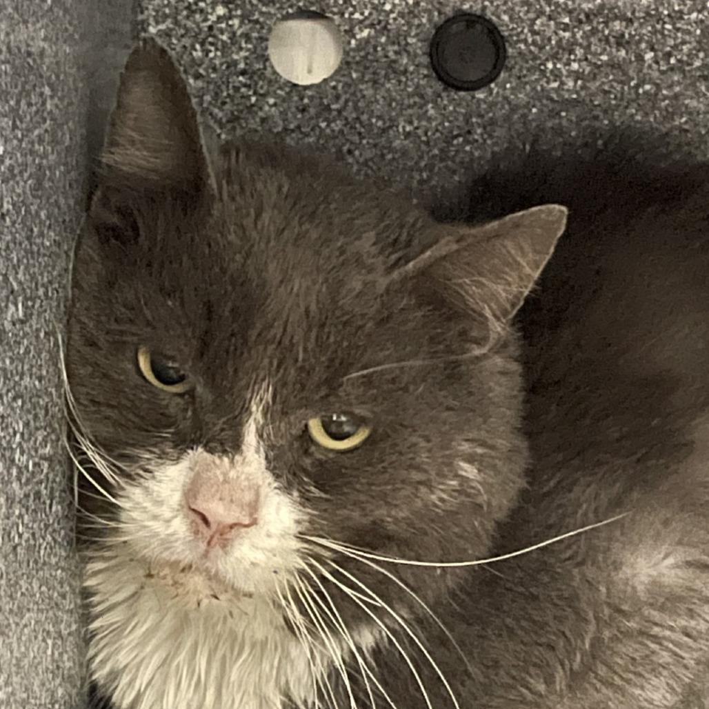 Enlarge Boyd, a Adoptable Domestic Short Hair in Salt Lake City, UT image 3/4