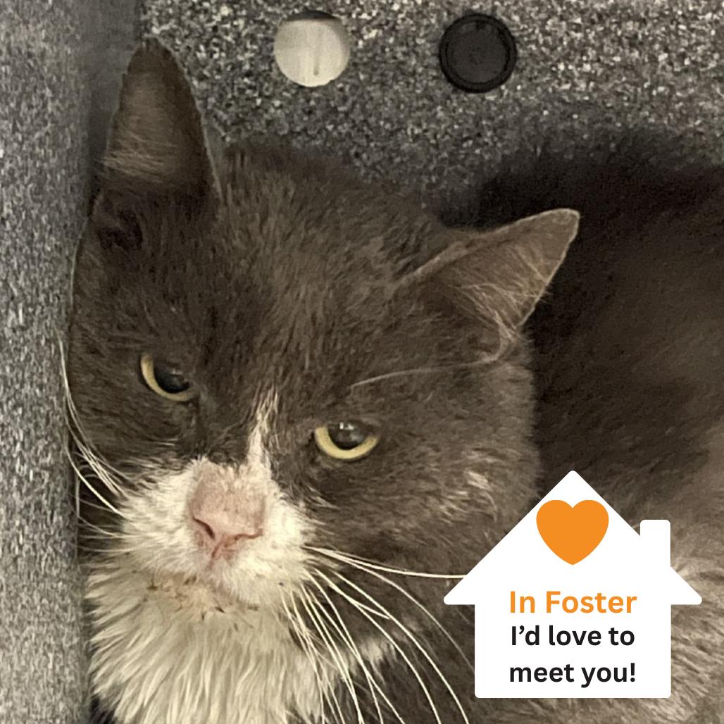 Enlarge Boyd, a Adoptable Domestic Short Hair in Salt Lake City, UT image 4/4