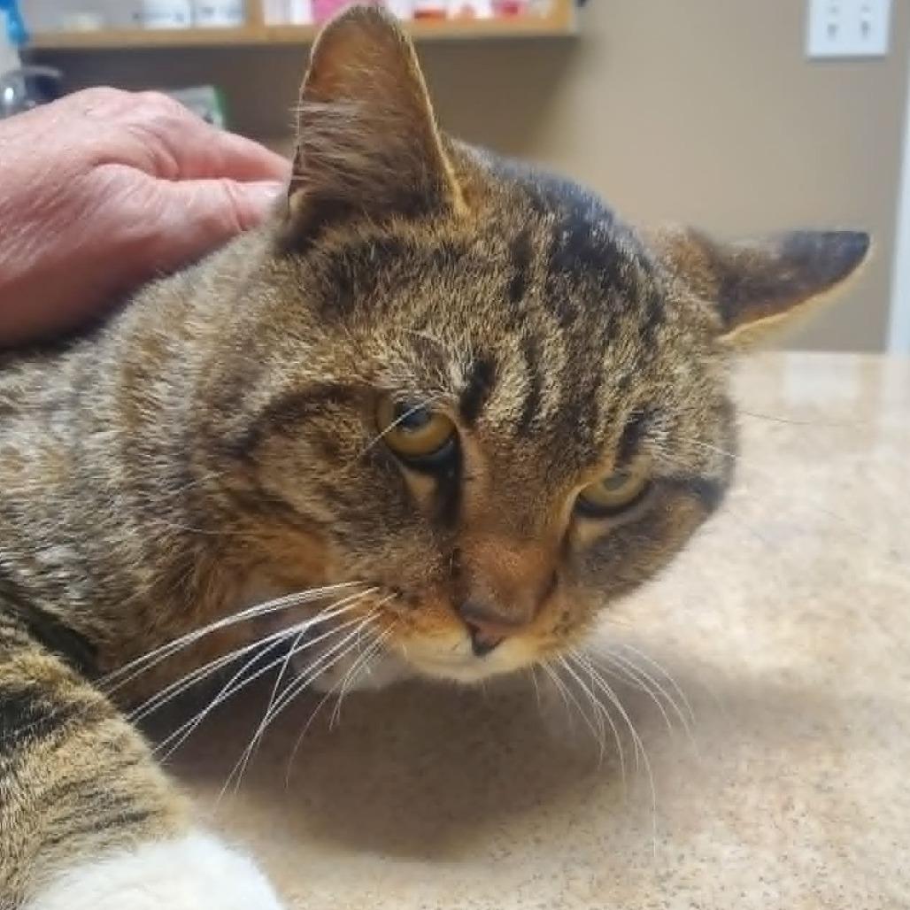 Dylan, Adoptable, Adult Male Domestic Short Hair.